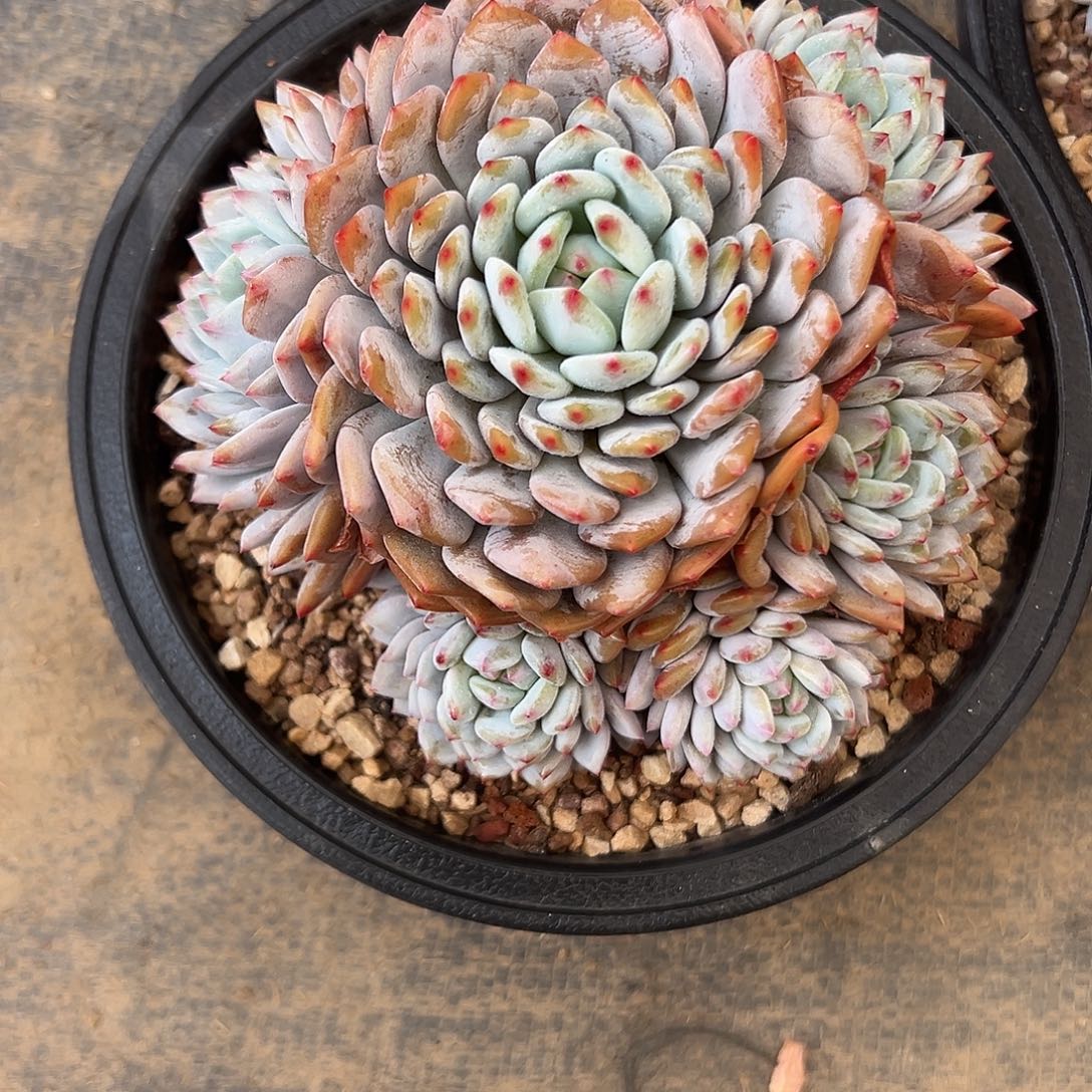 用***6星星橙带盆土多肉植物