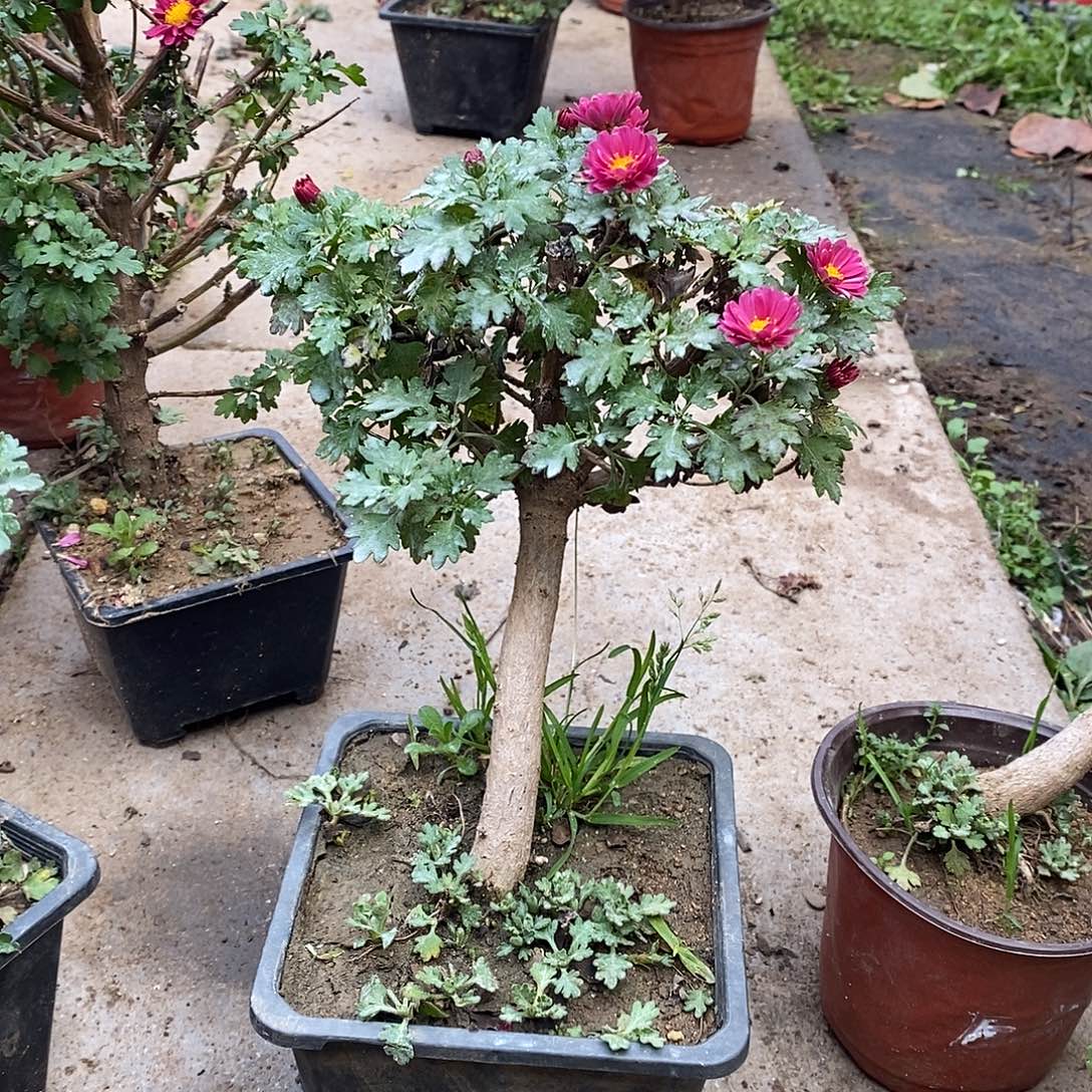 善***策完全开放菊花北斗