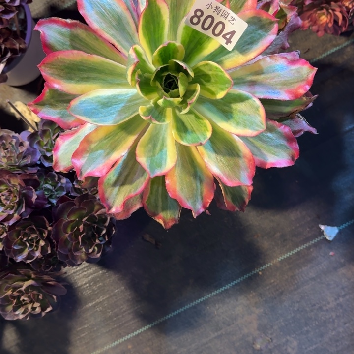 莫**?魅影多肉植物8004