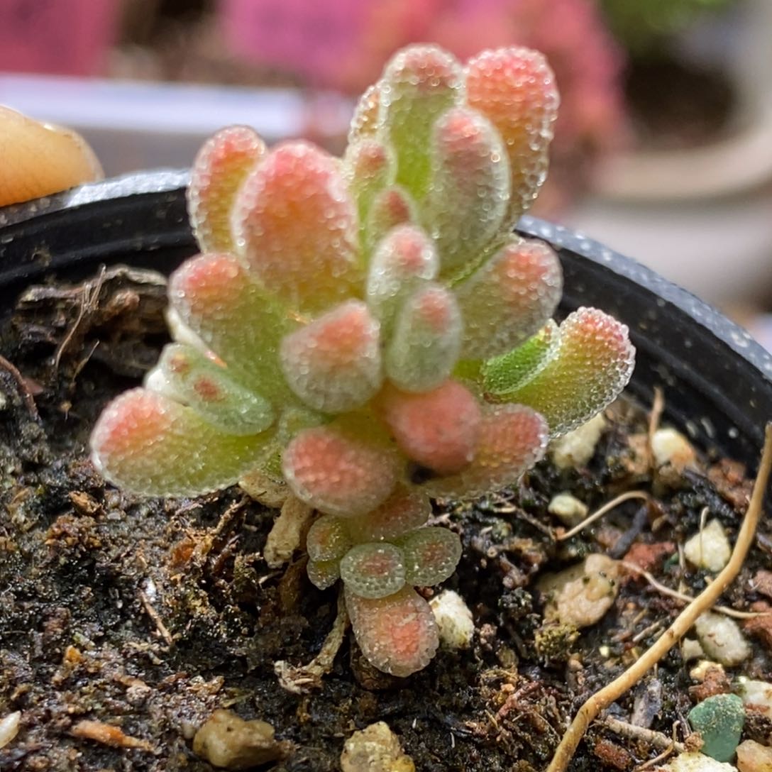 _***然冰晶杂D035枝干番杏