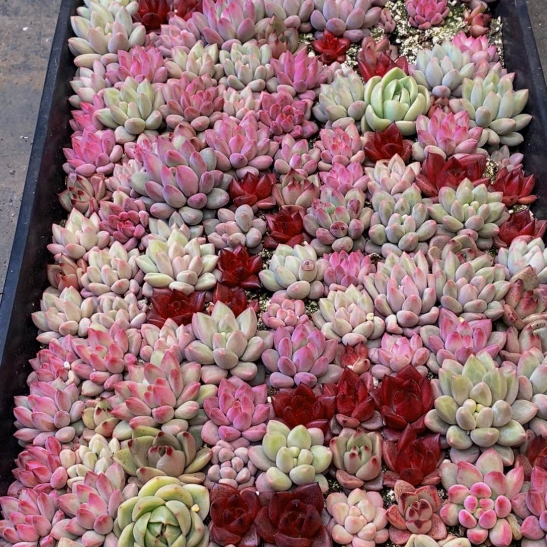 9*～524多人受伤，你是我