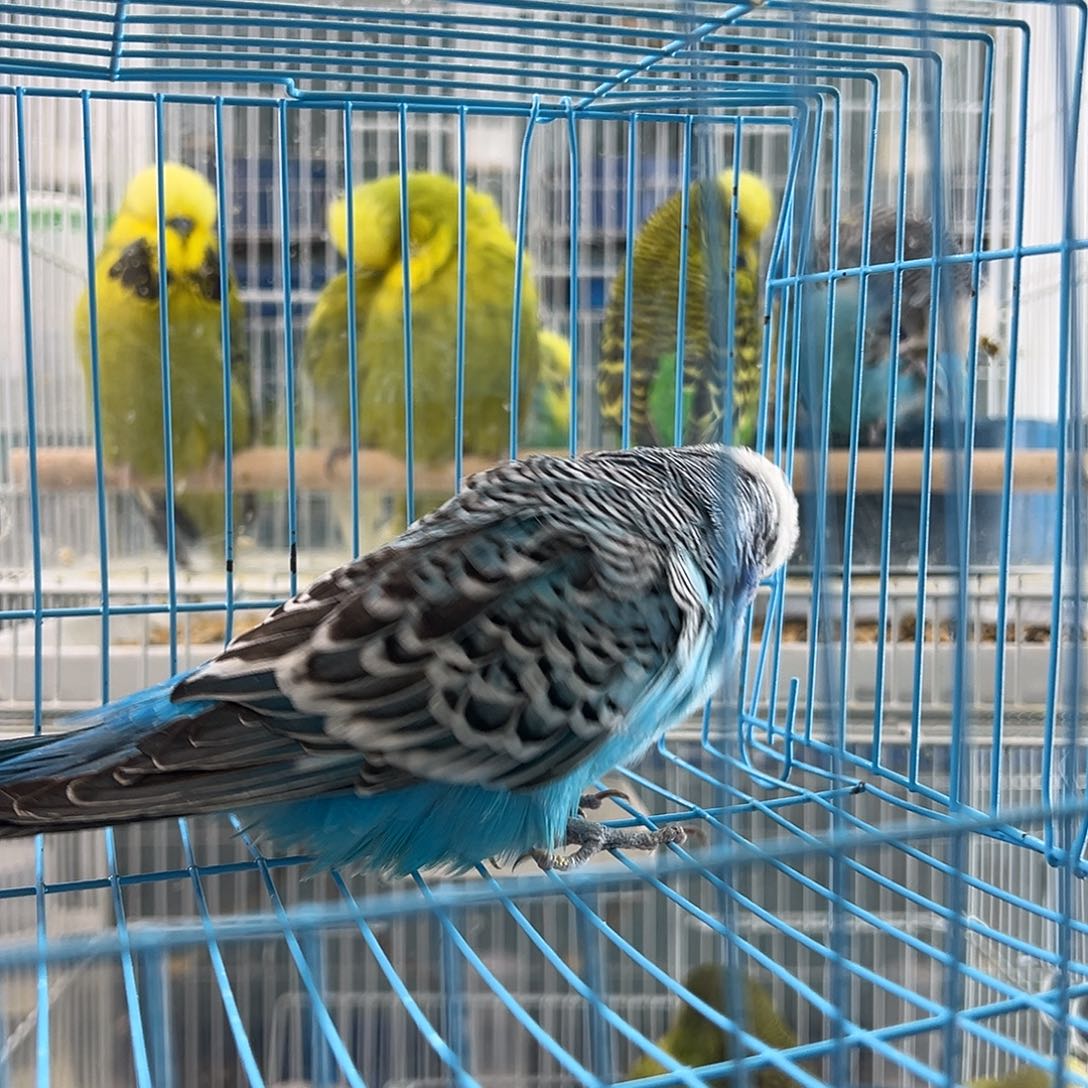 虎皮鹦鹉具体见义勇为