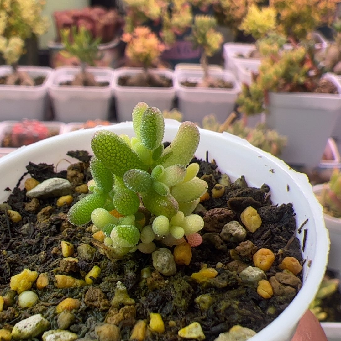 难***解多肉植物枝干米粒锦阴阳拉丝