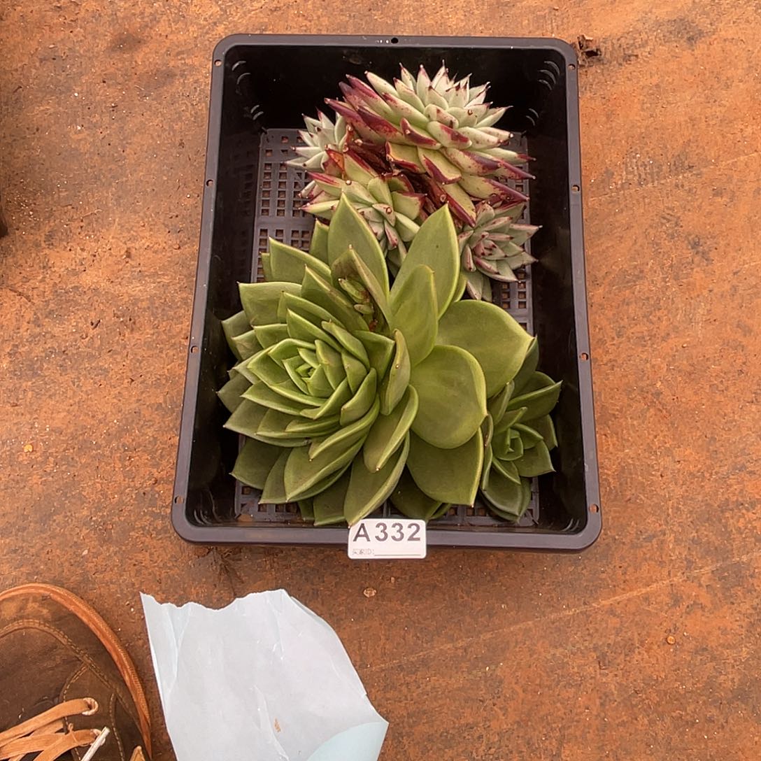 若如东云筐拍A332