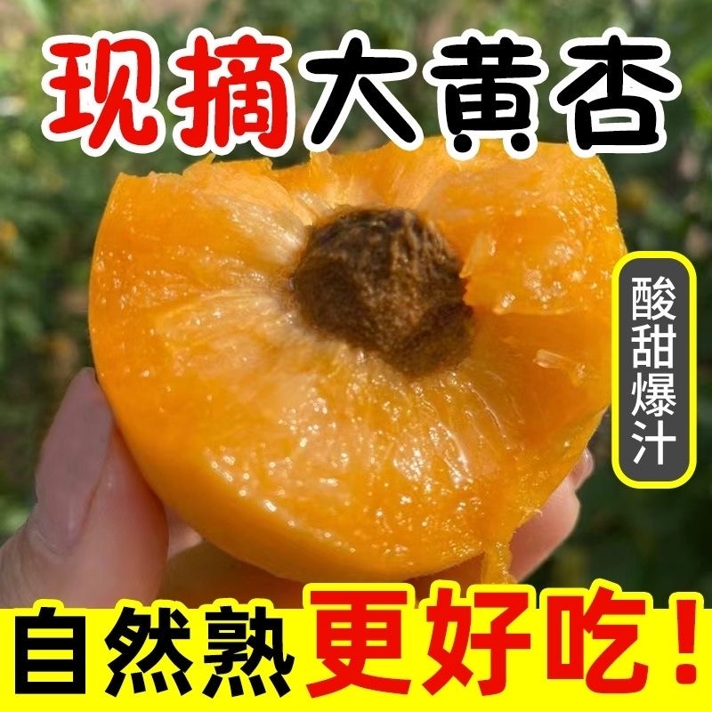 金太阳黄杏 现摘现发当季水果 自然熟3斤