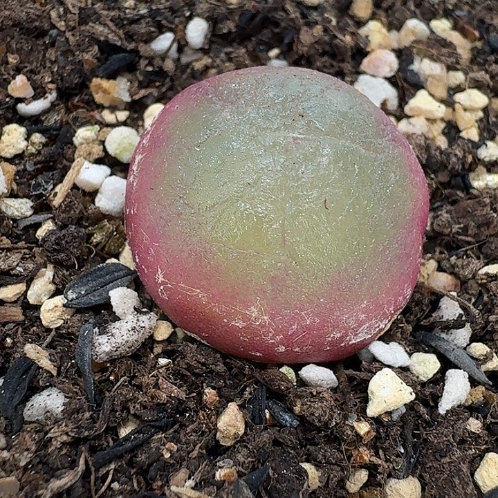 老马生石花2.2灯泡2104