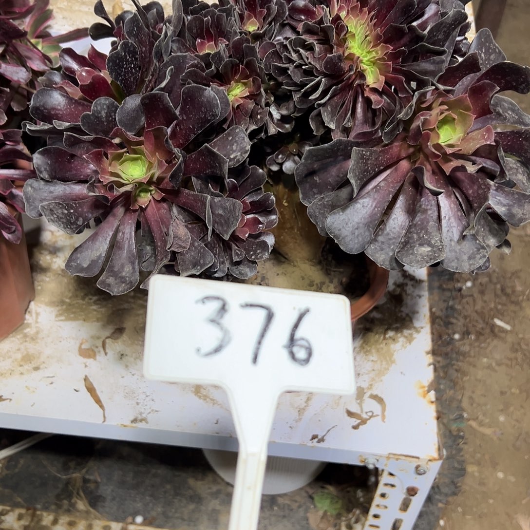 多肉植物欧子缀花376