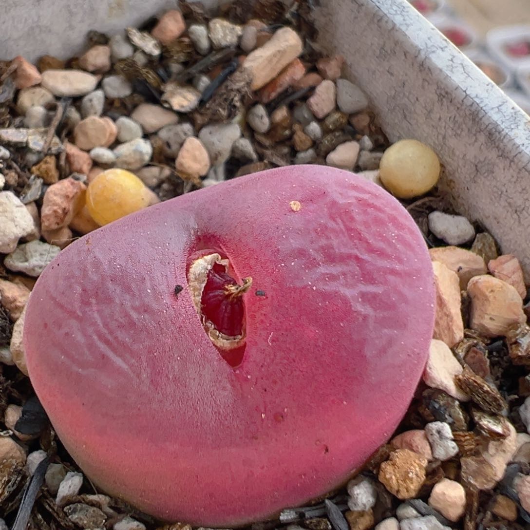 52多肉植物百科知识