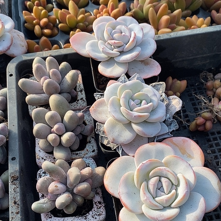 我***️无花朵2916号一物一拍雪莲