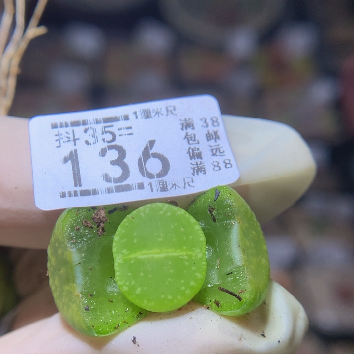 精品生石花35.136