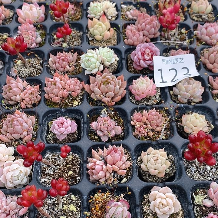 123 多肉植物盆栽花卉植物