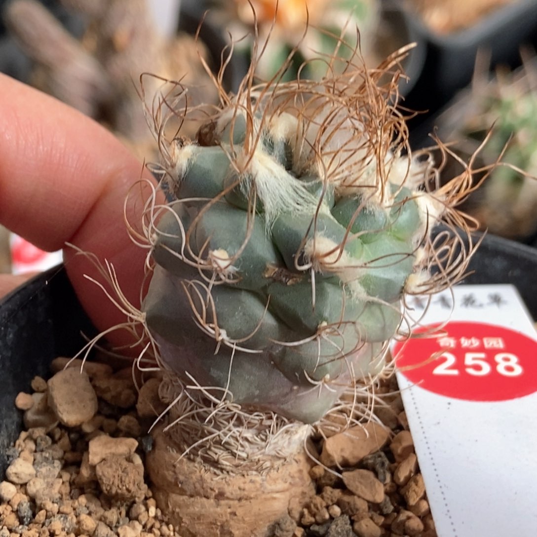 实生雪顶老长城丸娇丽3cm