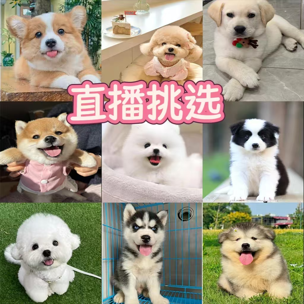直播挑选选博美泰迪博美吉娃娃哈士奇拉布拉多等小中型宠物犬售卖