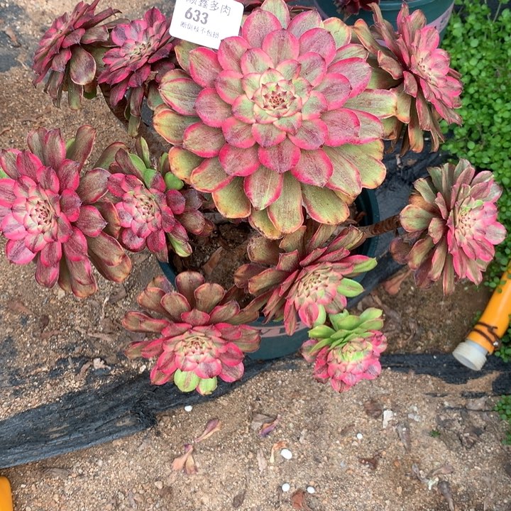 633粉黛多肉植物