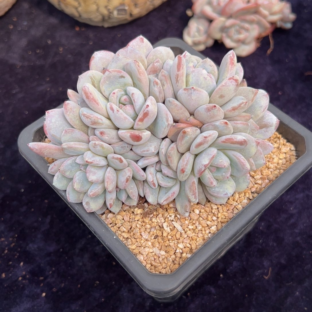 新年快乐 新年快乐