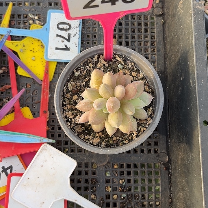 多肉植物海豚体哥特240