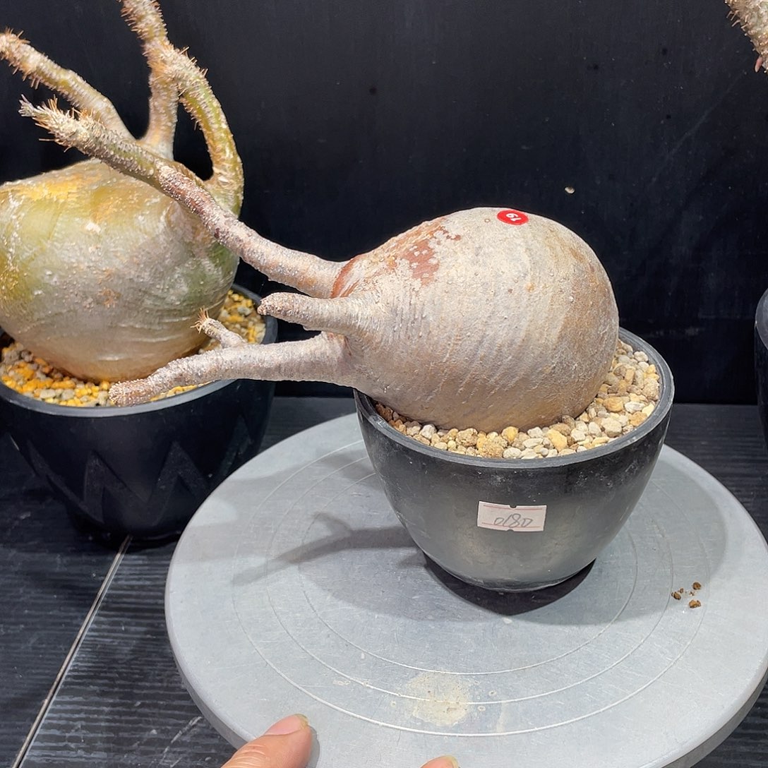 象牙宫带盆包邮哦