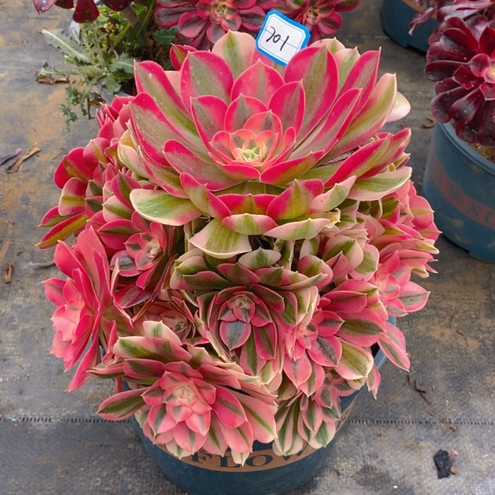 701粉女巫多肉法师