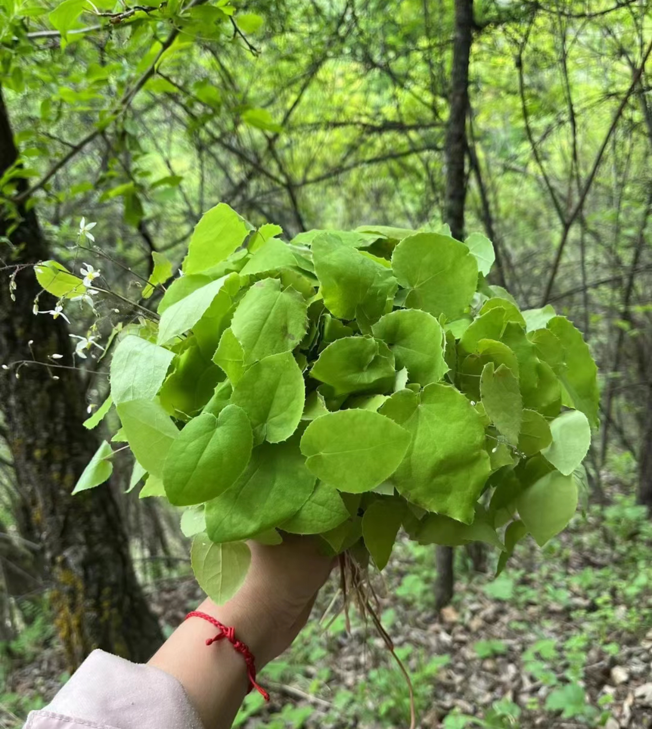 漳府人家甘肃大山野生小圆叶纯叶片三支九叶草配枸杞泡水煮水泡酒
