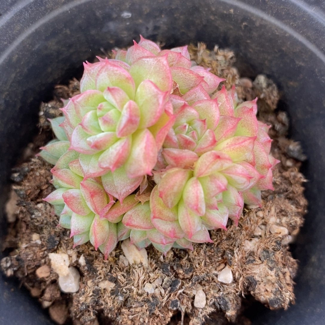 可问主播品种，下滑链接更多品种多肉选择