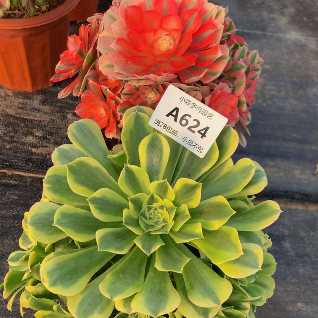 624女巫绿豆沙8888888