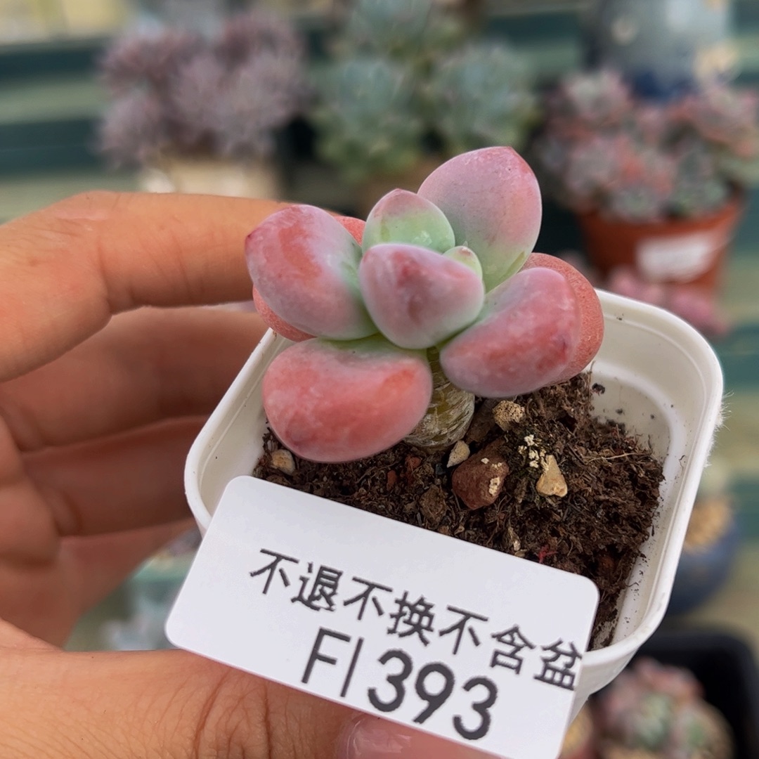 393-洛神多肉3cm多肉