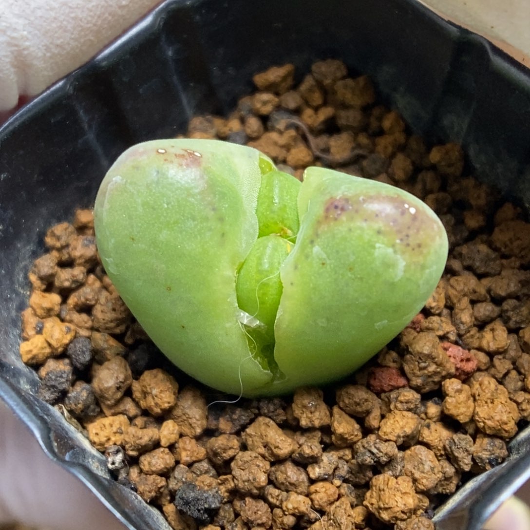 多肉植物肉锥杂交K-101