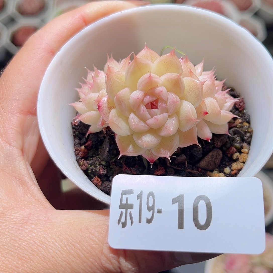 乐20-10 麦秆不包整