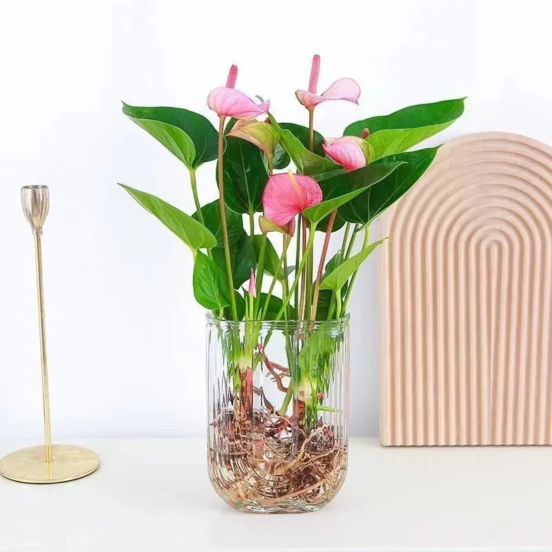 粉掌3-5朵四季开花办公室水培植物懒人好养美观绿植