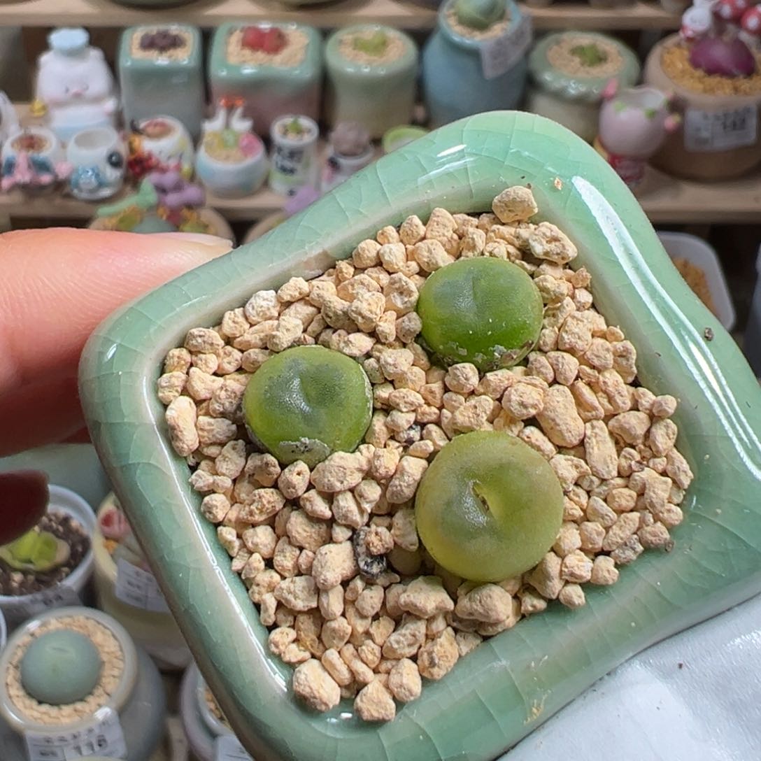 多肉植物170号水晶鞋