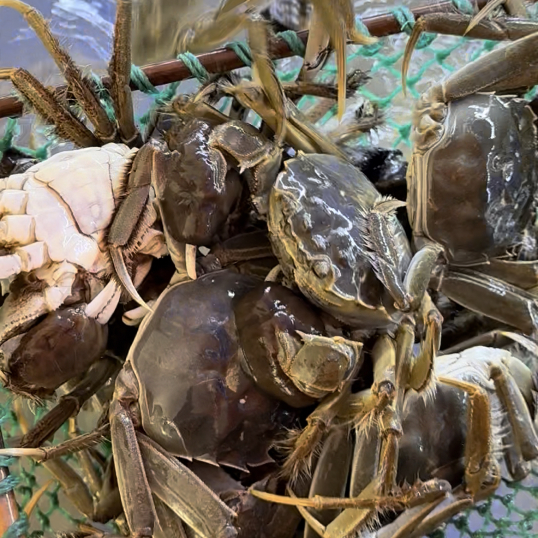 母蟹39.9鲜活1两母6只（单只约1-1.2两）