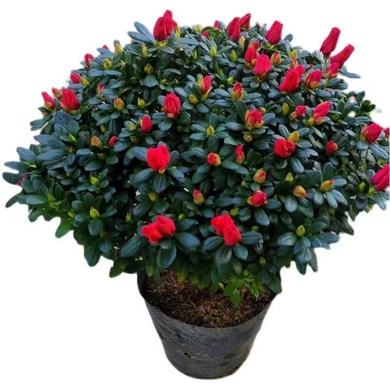 四季杜鹃花苗四季开花卉别墅庭院室外比利时西洋杜鹃盆栽绿化植物