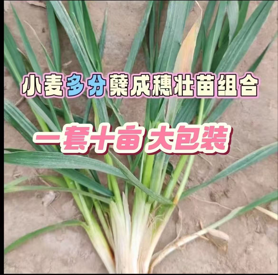 【一套十亩】小麦多分蘖多成穗壮苗生根叶面组合