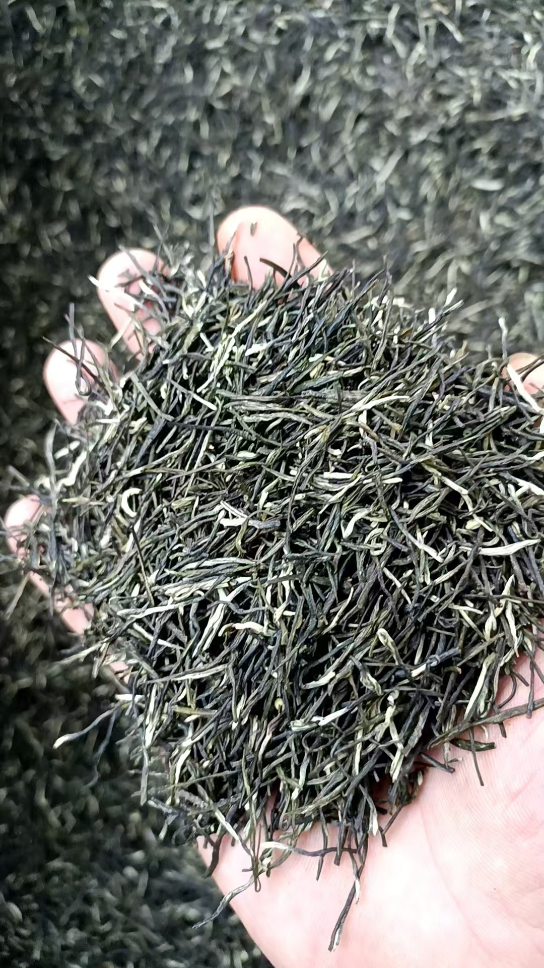 A18昭平特色雨前松针绿茶针细松叶口感醇正绿茶新茶茶叶