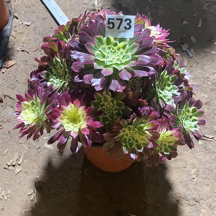 法师植物12345678