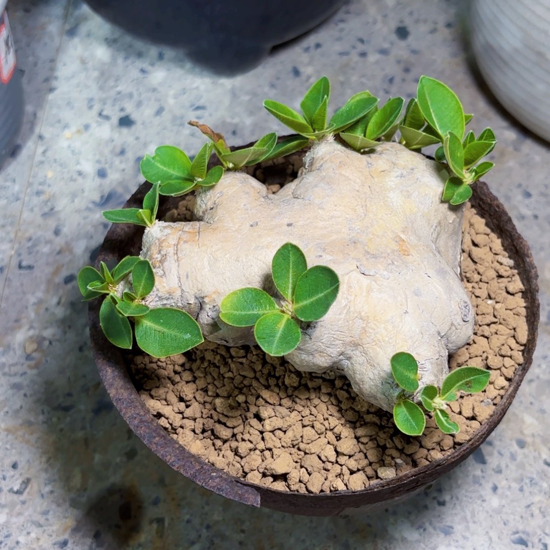 须笑Wwwwwwwwwwwwww