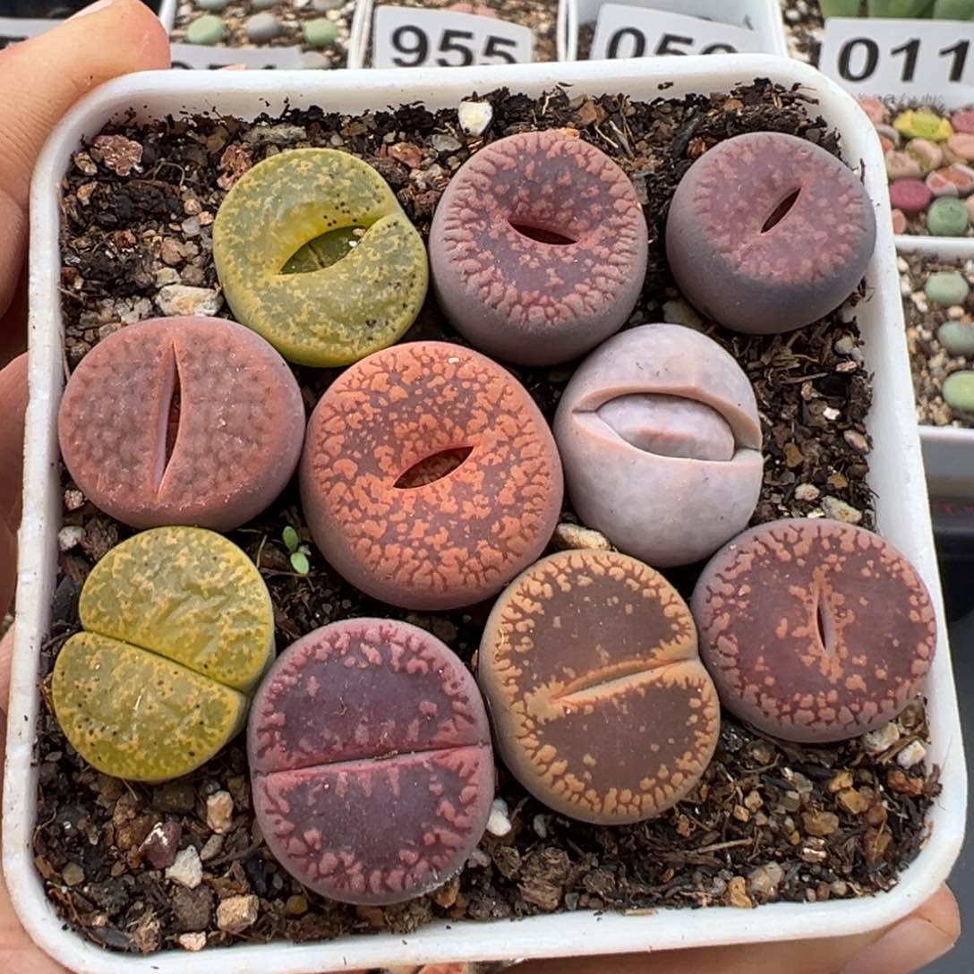 1.15好看的多肉068