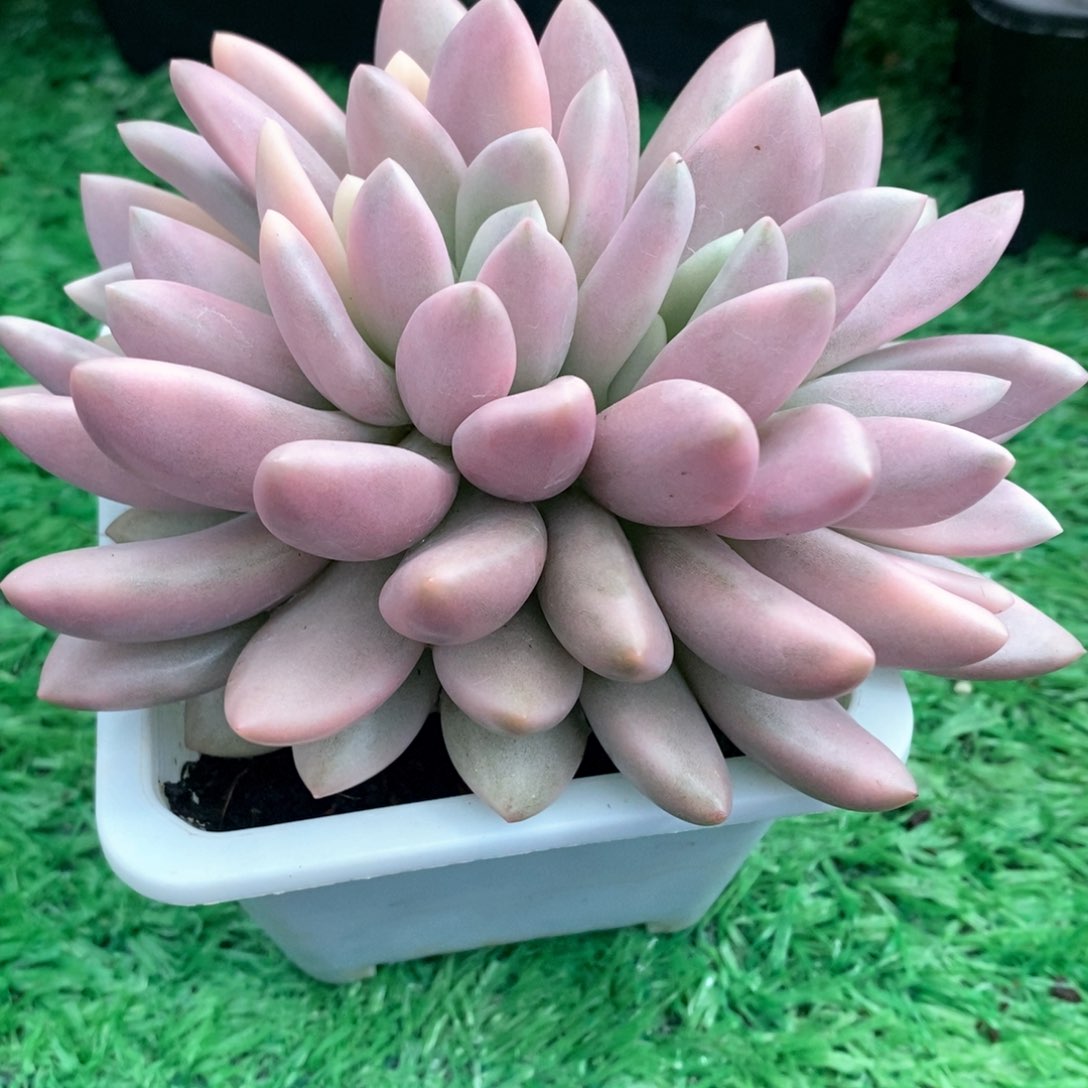 桃花源锦朵朵缀多肉锦