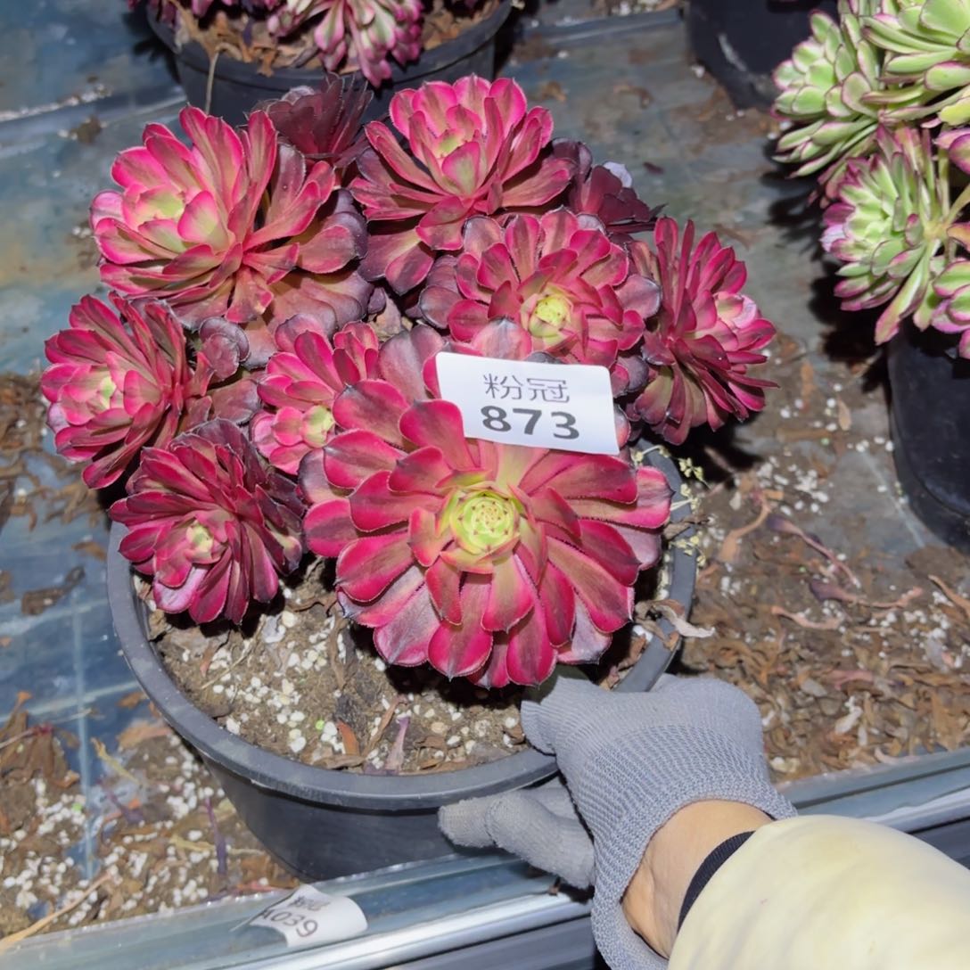 873 粉冠园艺法师锦