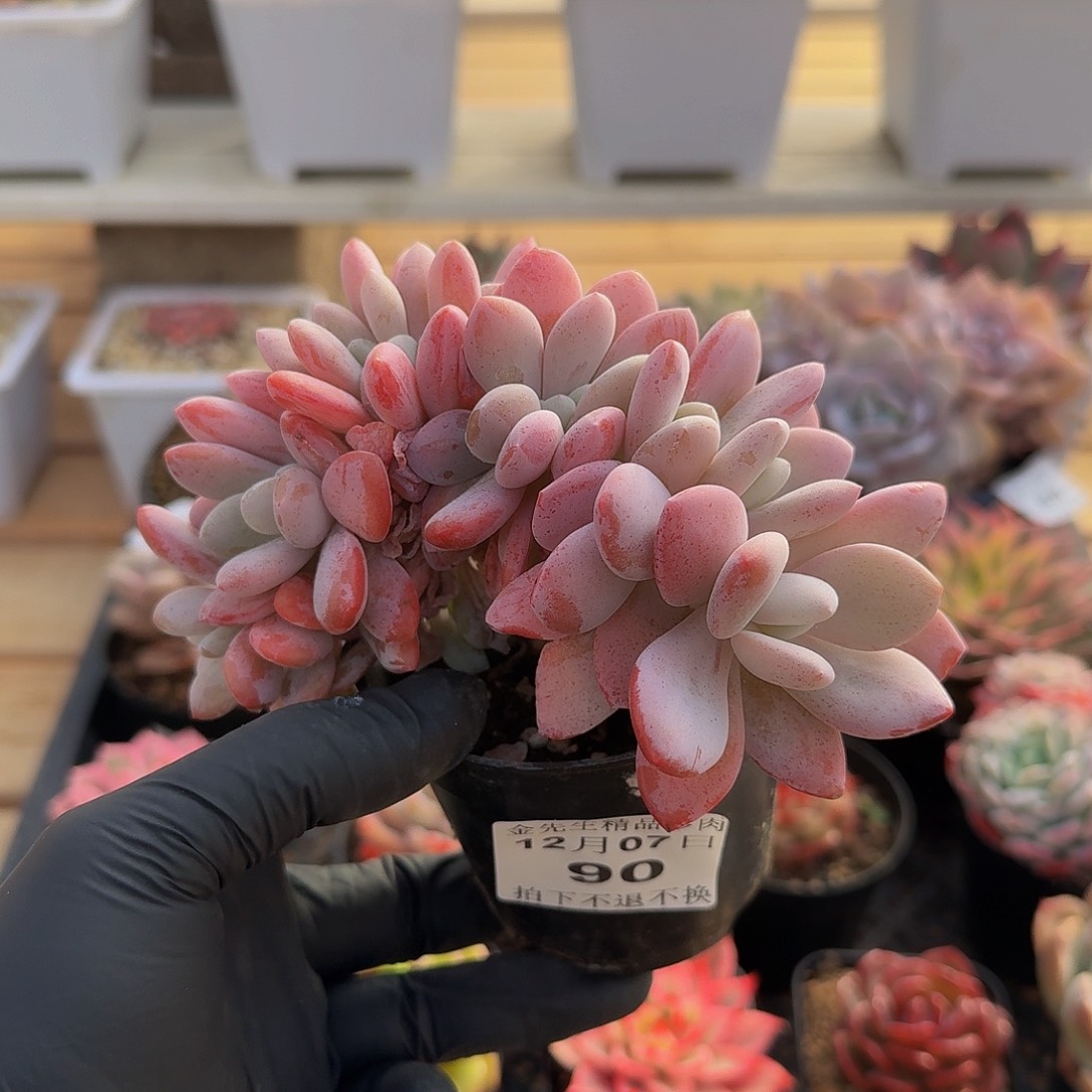 1207-90粉兔缀化a