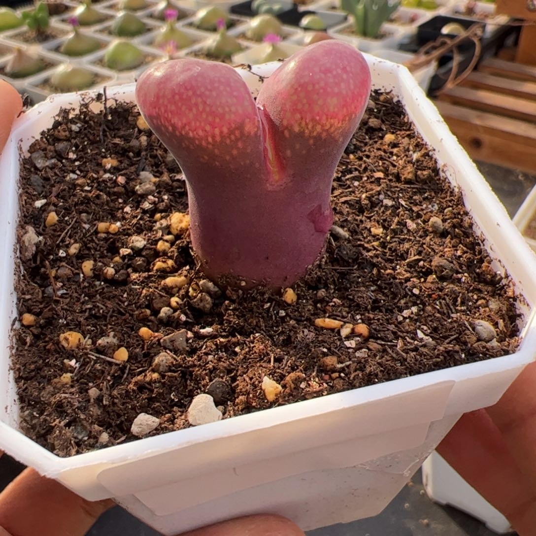9.22大红风铃多肉植物120