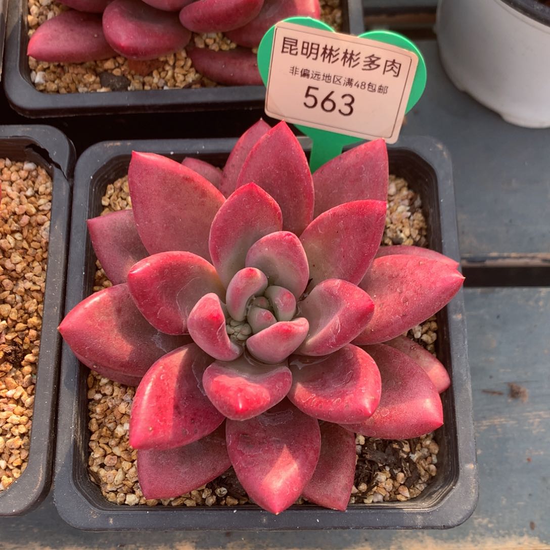 赫菲斯托单头563