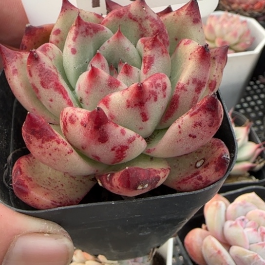 780 一物一拍多肉