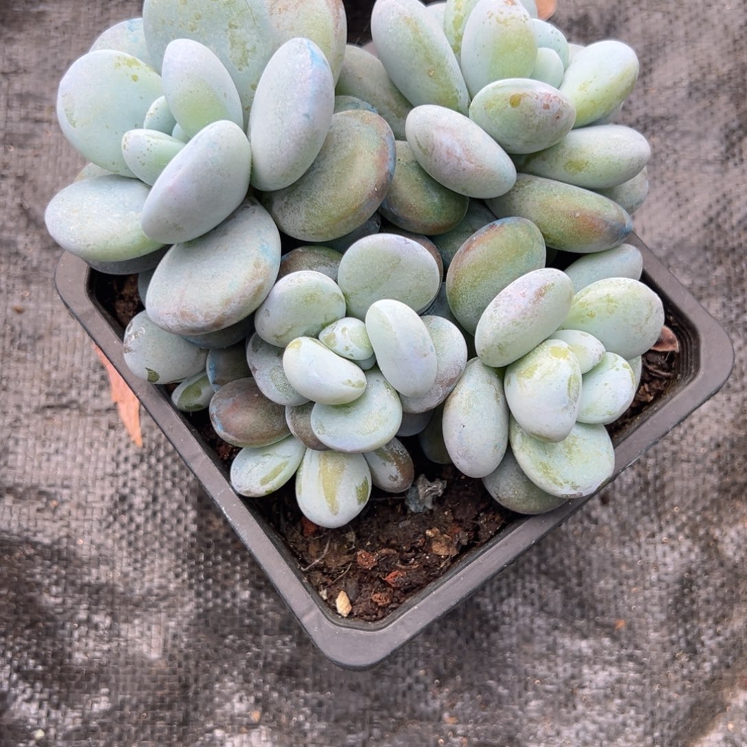 迷***迷雪美人多肉一物一拍