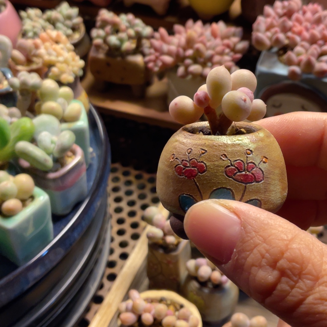 彩虹奶酪带盆奶酪