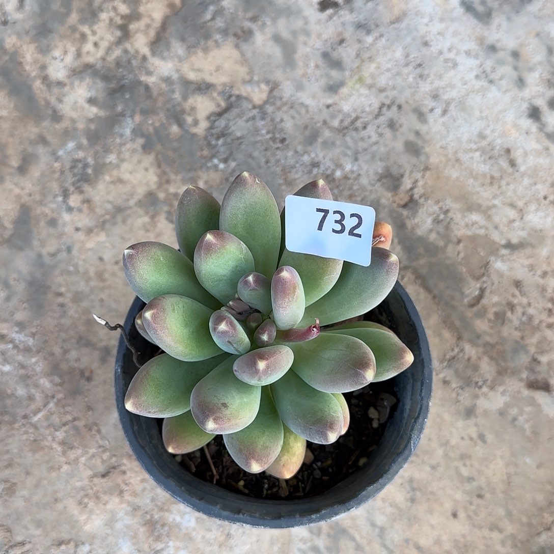 M****w732号 一物一拍