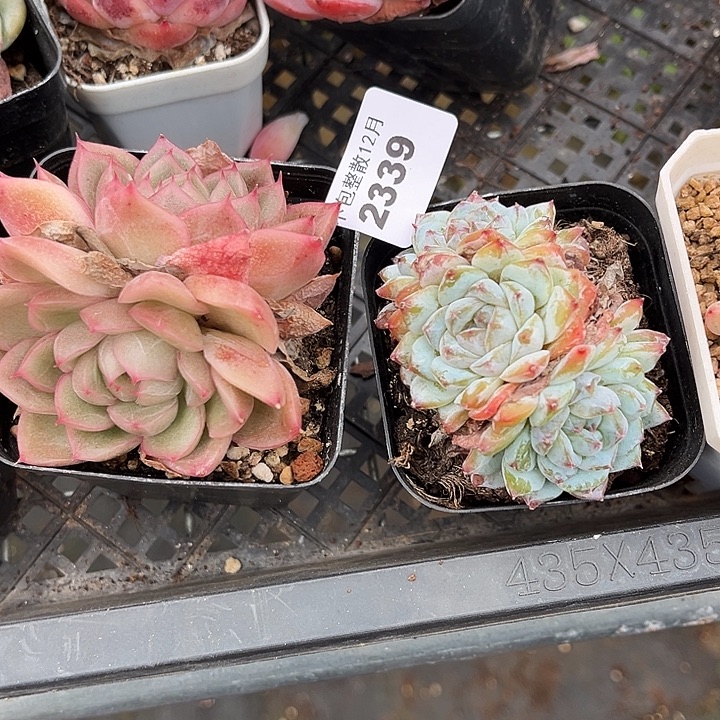 阿阿雅园艺。  2339