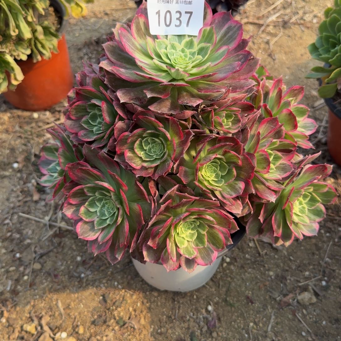 1037不知道啥。多肉植物