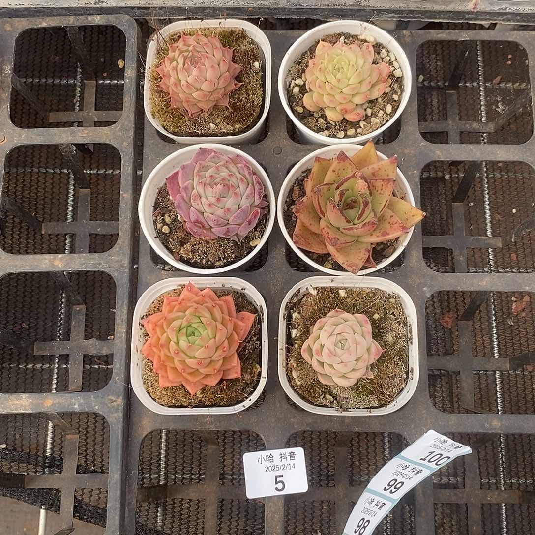 清棚福利一物一拍