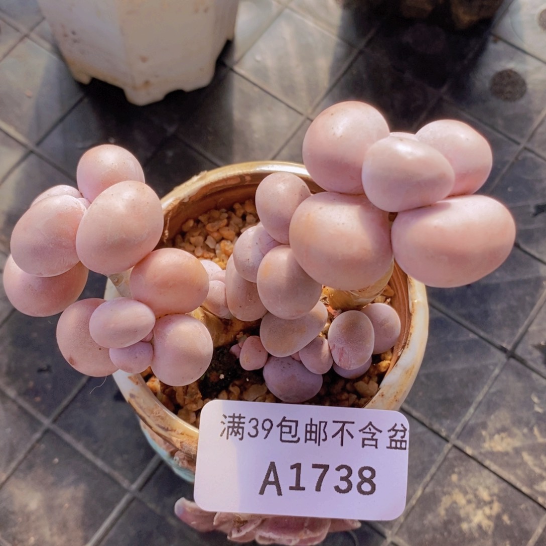 芭比奶洛6cm1738多肉植物